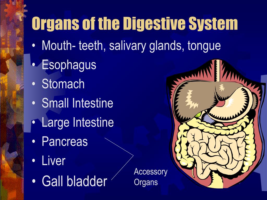 powerpoint presentation on human digestive system