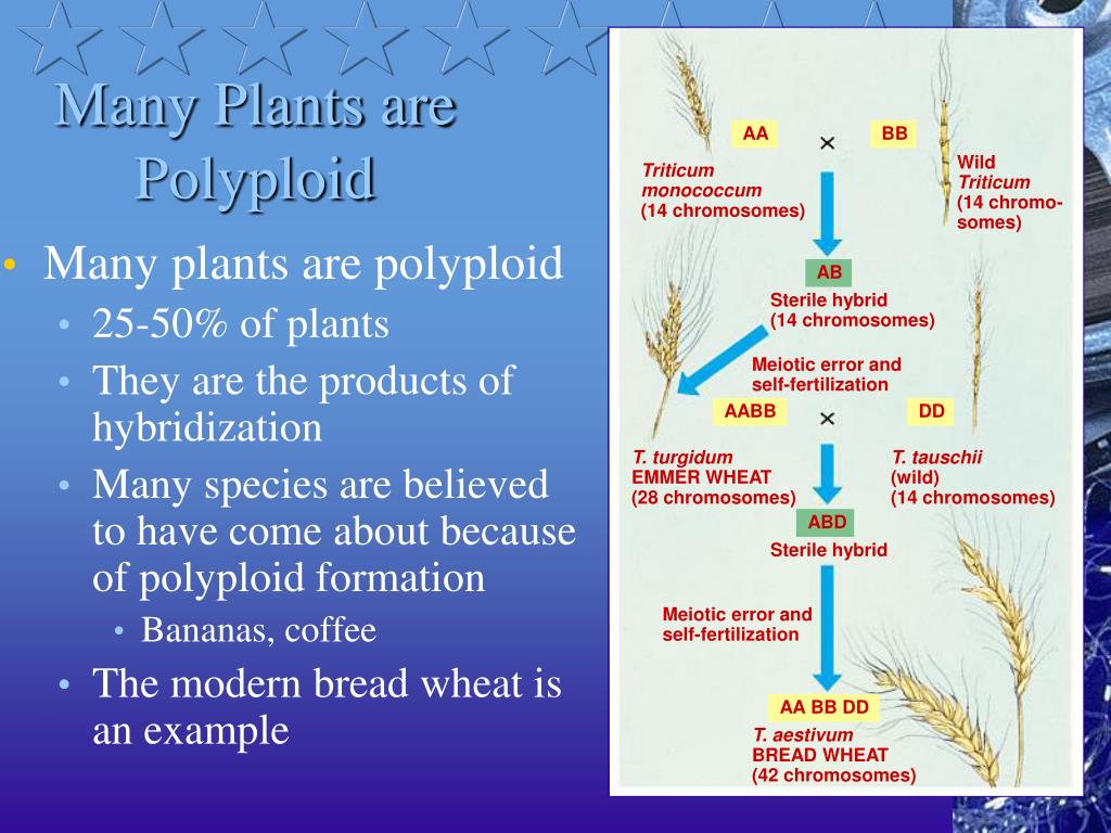 POLYPLOID L/S シャツ - トップス