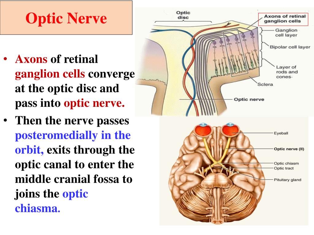 Optic Pathway Anatomy At Shirley Poe Blog Optic Pathway Anatomy At Shirley Poe Blog