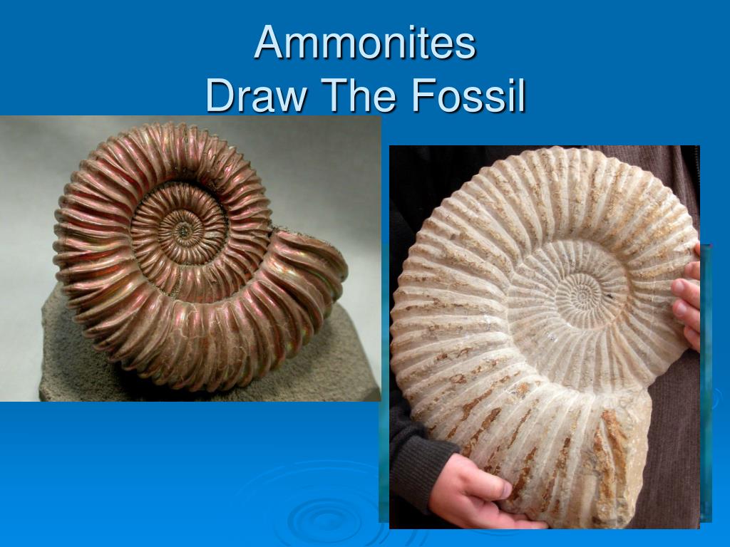 Ppt Ammonites Draw The Fossil Powerpoint Presentation Free Download Id 1758120