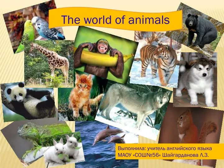 presentation about animals ppt