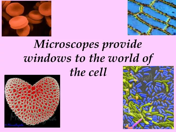 microscopes provide windows to the world of the cell n.