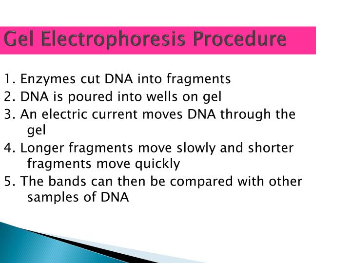 PPT What is gel electrophoresis? PowerPoint Presentation ID1759423