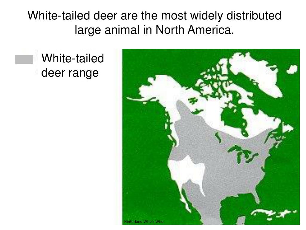 PPT - White-tailed Deer Biology and Adaptations PowerPoint Presentation ...