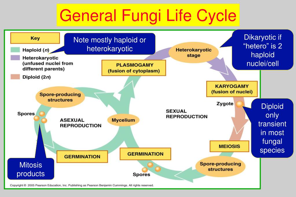 Fungal Life Cycle Biology Diagrams