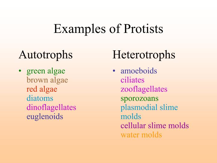 bacteria vs virus venn diagram zoro braggs co virus venn diagram