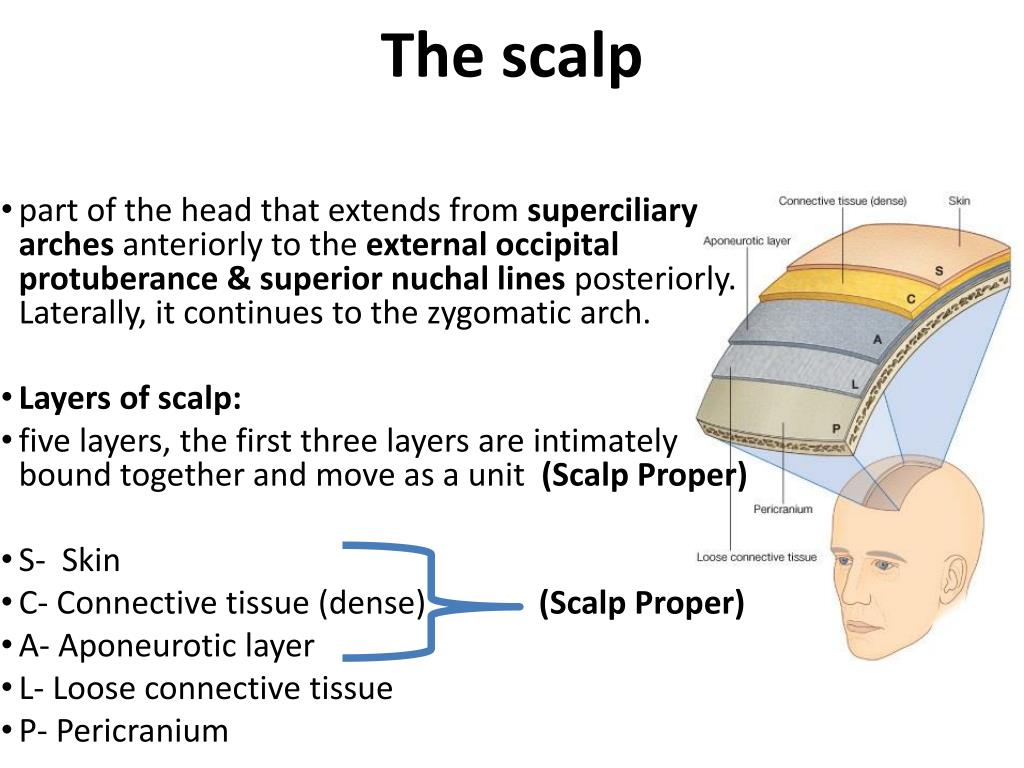 Scalp перевод. Scalp расшифровка. Scalp дальность. Аббревиатура Scalp Anatomy.
