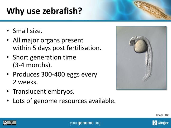 PPT Zebrafish in genome research PowerPoint Presentation ID1764437
