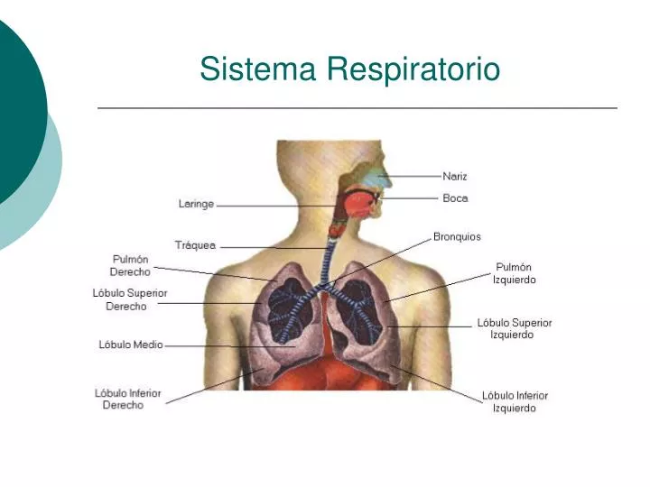 PPT Sistema Respiratorio PowerPoint Presentation, free