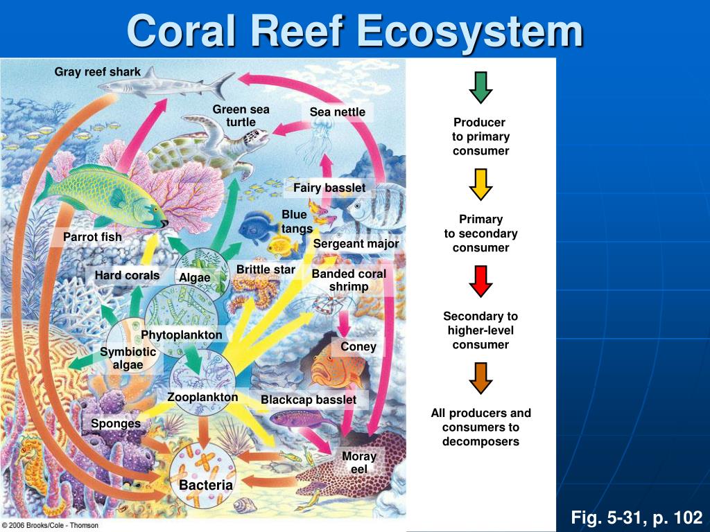 PPT - Aquatic Ecosystems PowerPoint Presentation, free download - ID ...