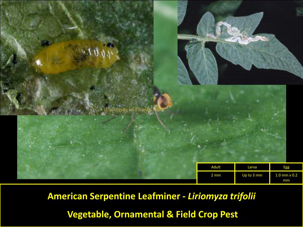 PPT - Important Insect Plant Pests and their Hosts in Florida (Field ...