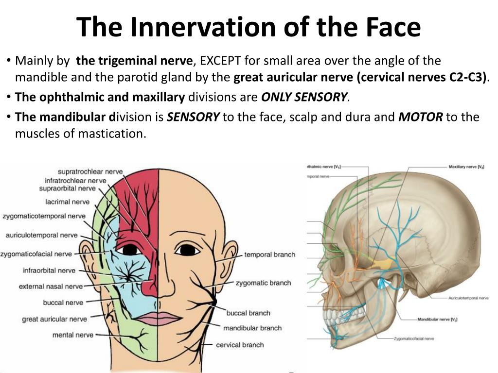 Cutaneous Innervation Of Face