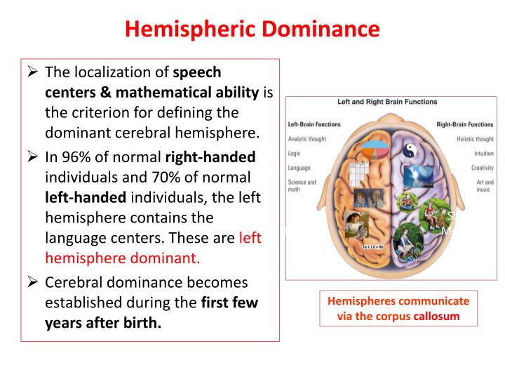 PPT - CEREBRUM PowerPoint Presentation - ID:1770207