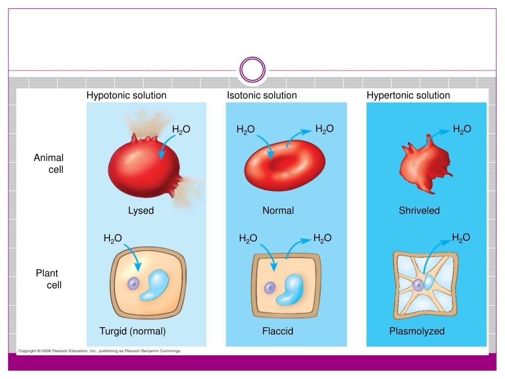 Plant And Animal Cell In Hypertonic Solution SPM Biology Types Of 