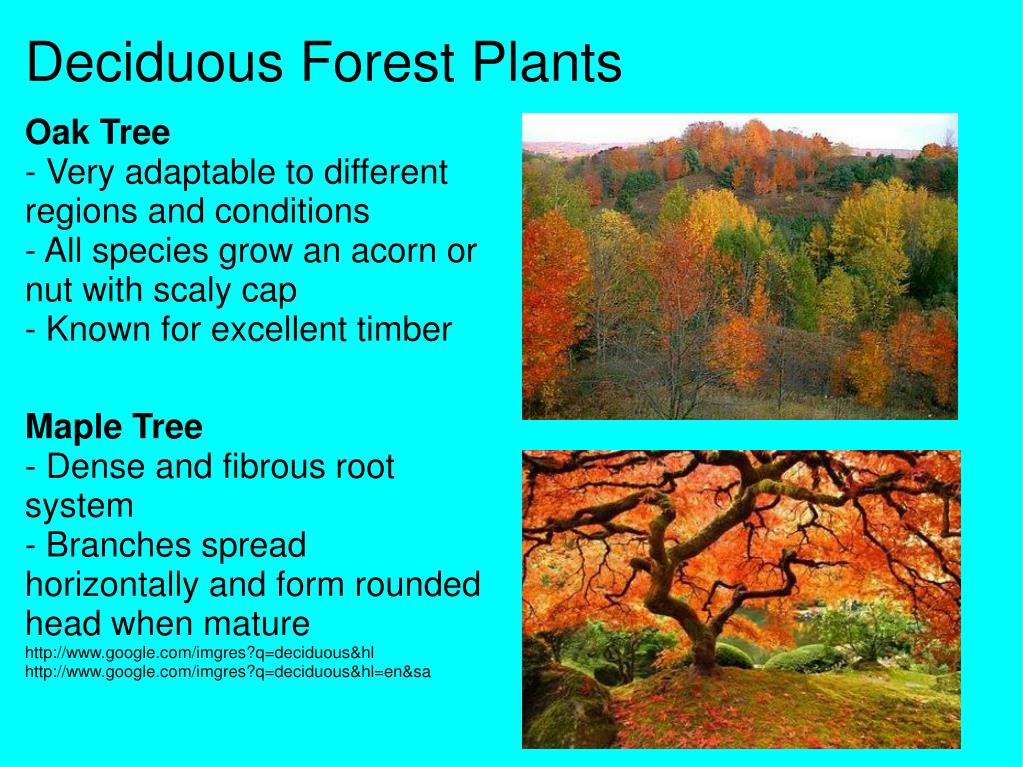 PPT - Forest Biomes PowerPoint Presentation, free download - ID:1772259