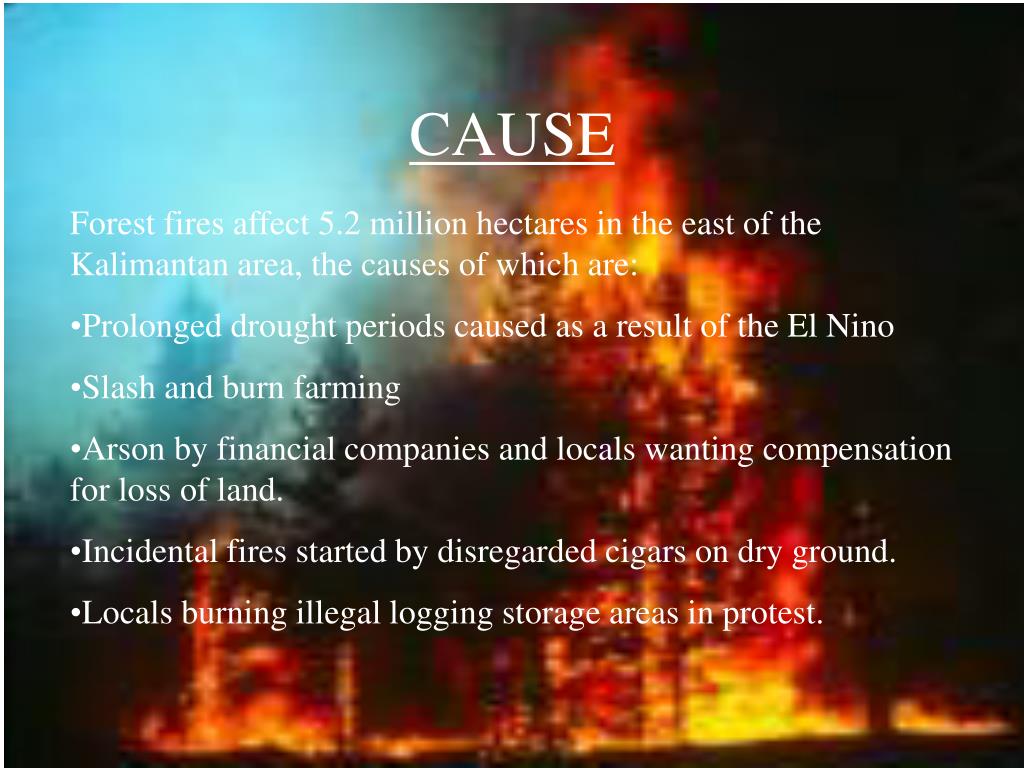 causes of forest fires essay