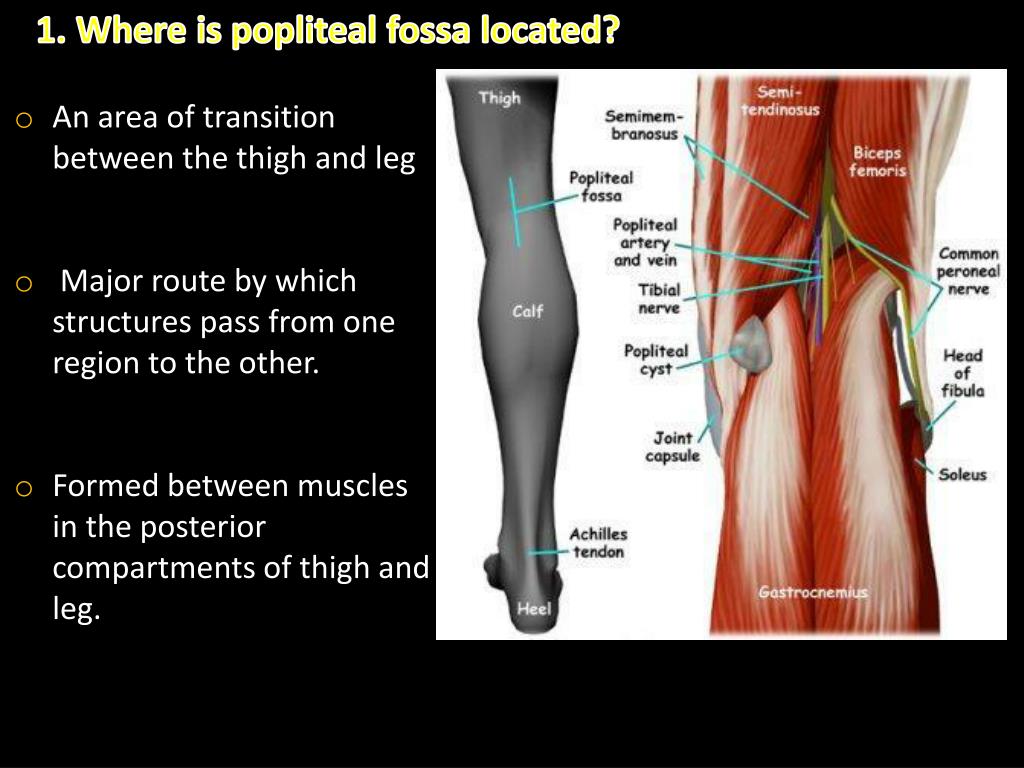Is an area located. Popliteal Fossa topography.