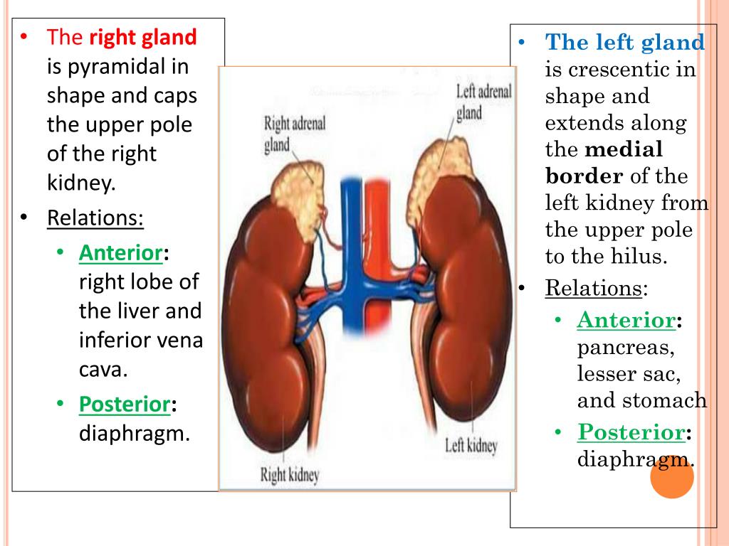 PPT - Thyroid, Parathyroid and Suprarenal Glands PowerPoint
