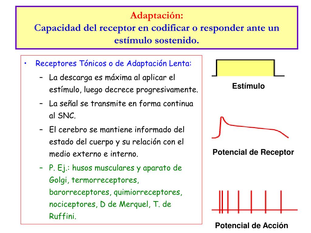PPT - Fisiología Sensorial PowerPoint Presentation, free download -  ID:1772717