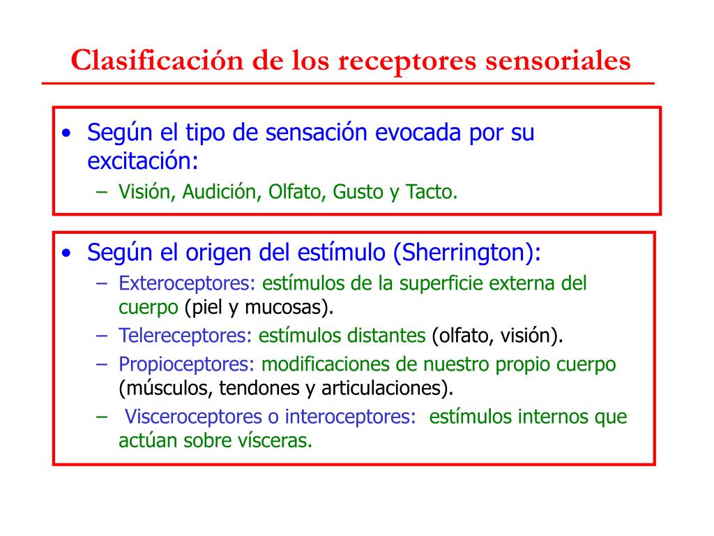 PPT - Fisiología Sensorial PowerPoint Presentation, Free Download - ID ...