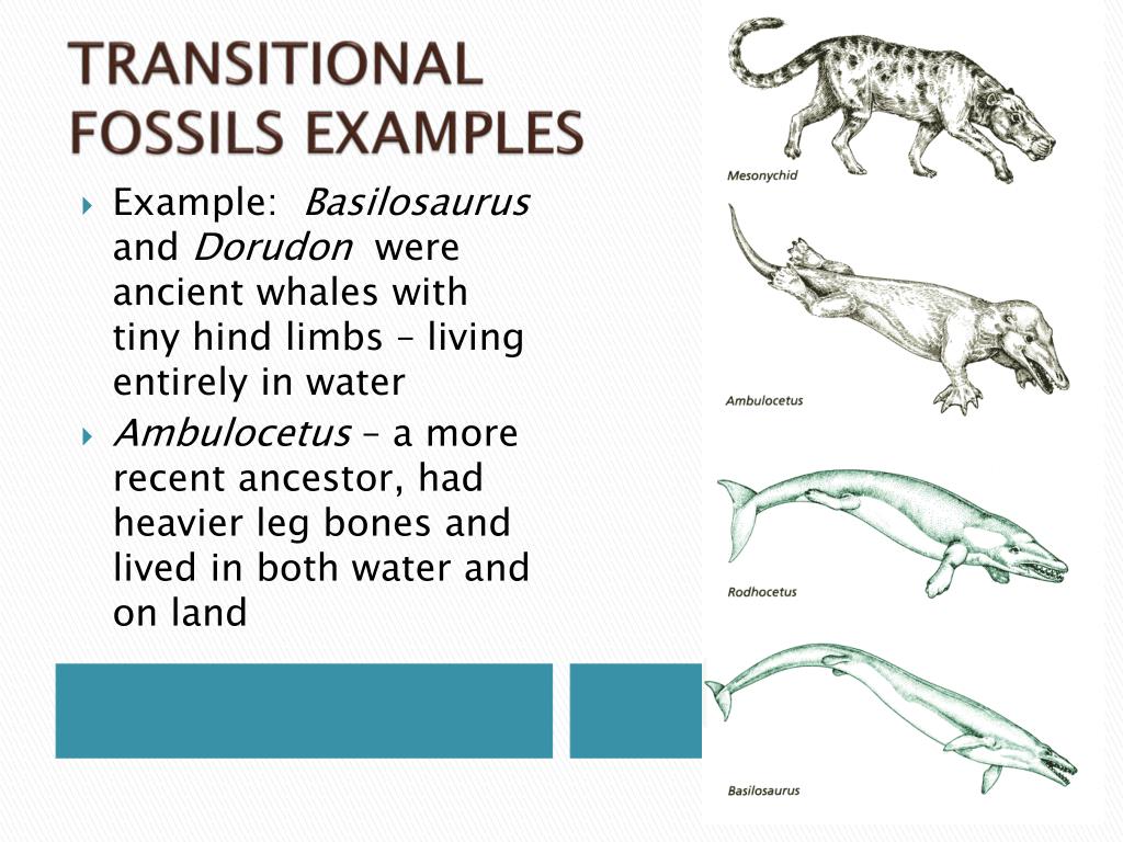 PPT EVIDENCE FOR EVOLUTION PowerPoint Presentation, free download