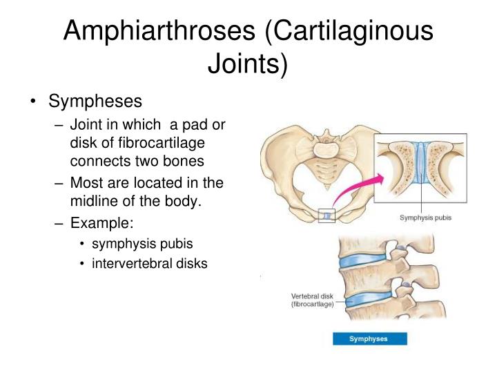 PPT Articulations Chapter 9 PowerPoint Presentation ID1773420