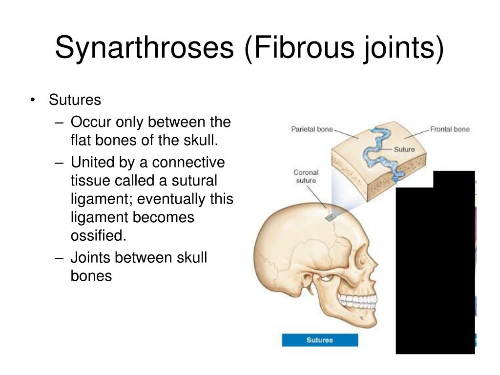 PPT Articulations Chapter 9 PowerPoint Presentation Free Download ppt-articulations-chapter-9-powerpoint-presentation-free-download