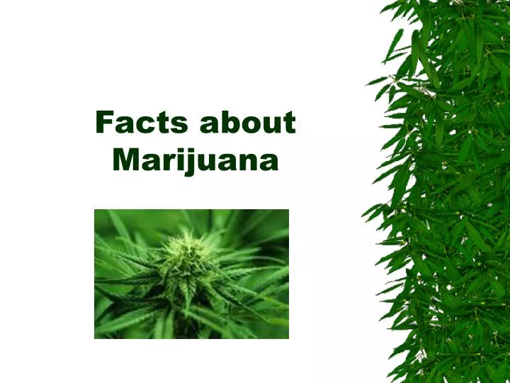 marijuana facts powerpoint presentation ppt