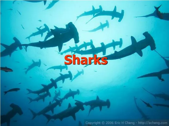 sharks n.