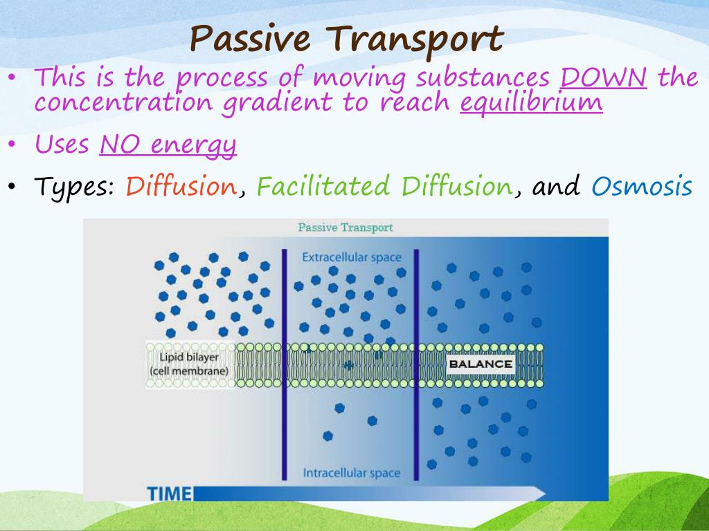 passive membrane transport processes include passive membrane transport processes include