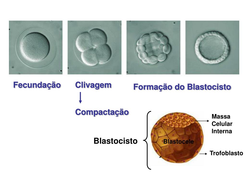 Cuando se implanta un blastocisto de 5 días fiv Cuando se implanta un blastocisto de 5 días fiv