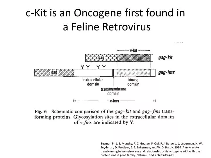 c kit is an oncogene first found in a feline retrovirus n.