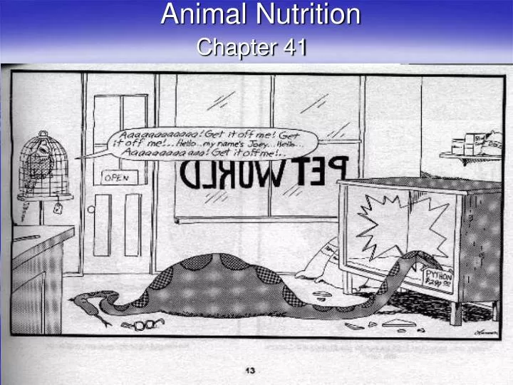 animal nutrition n.