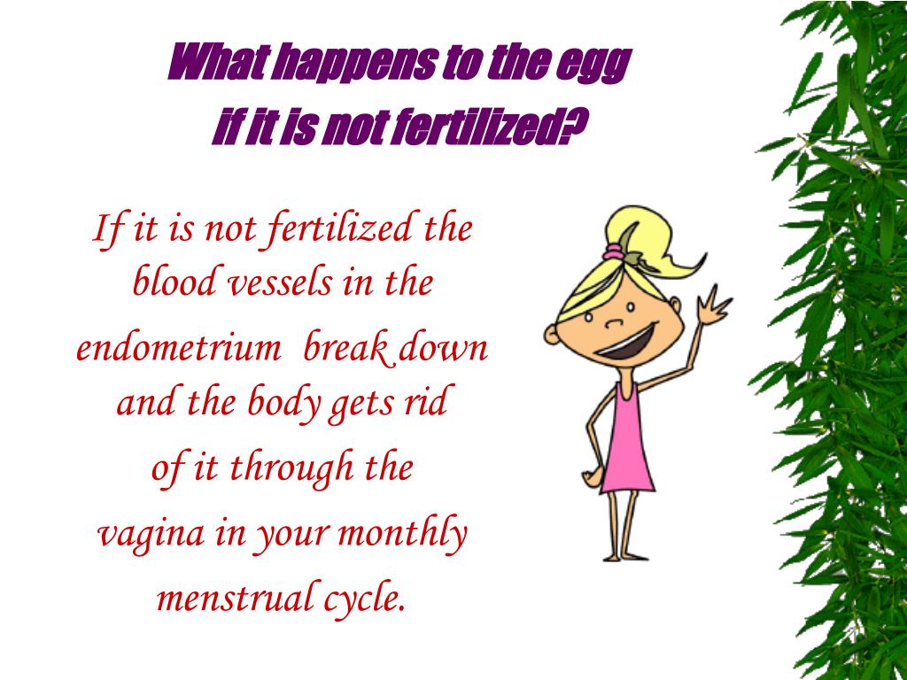 PPT Male and Female Reproductive Systems PowerPoint Presentation, free download ID1775723