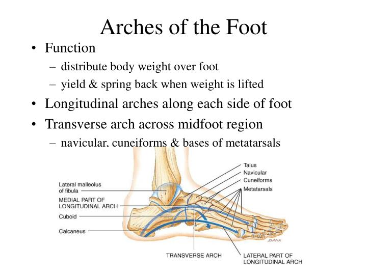 PPT - Chapter 7 Skeletal System: Appendicular Skeleton PowerPoint ...