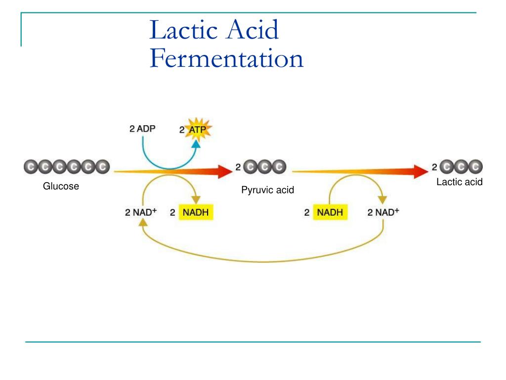 PPT - Lactic AciD Fermentation2 L