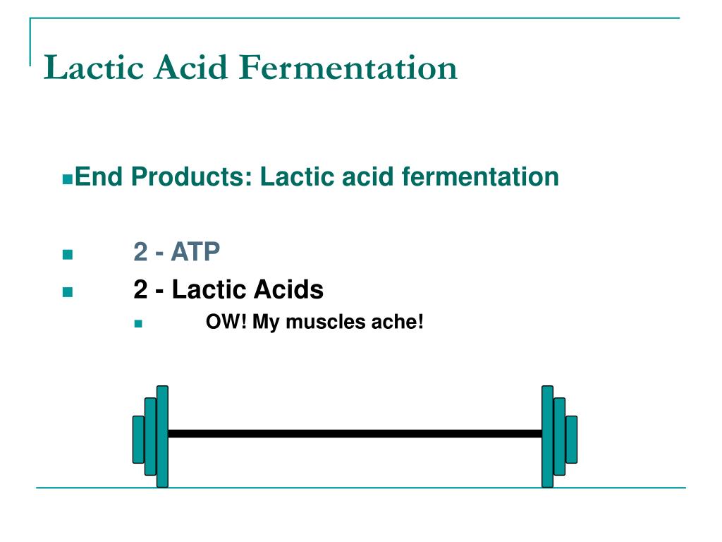 PPT - Lactic AciD Fermentation4 L