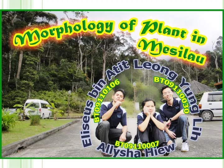 PPT - Leaves PowerPoint Presentation, free download - ID:1775969
