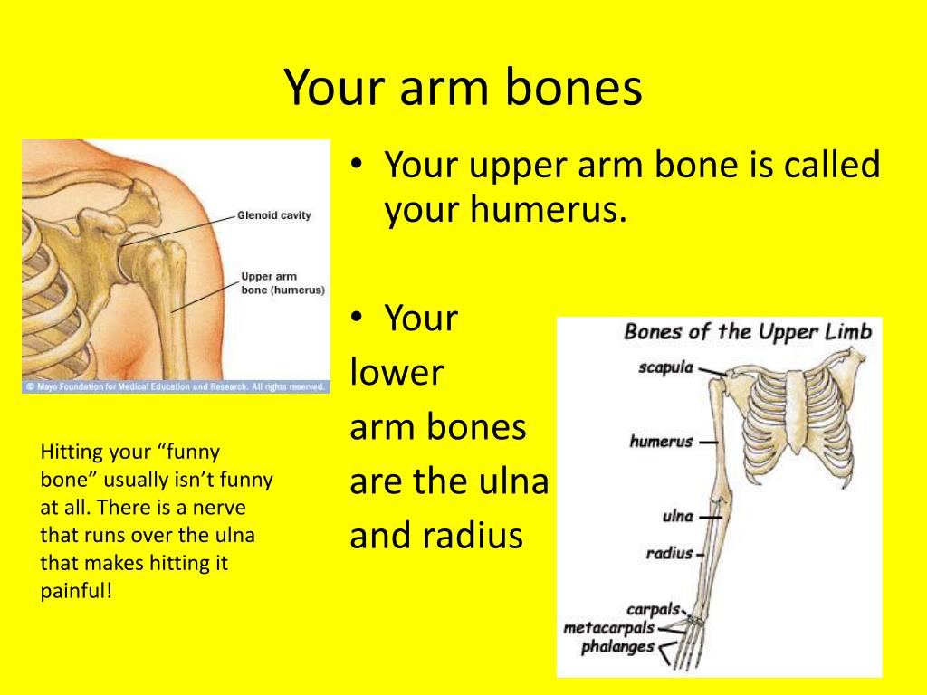 Funny bone. Upper Arm and lower Arm. Upper Arm. Funny Bone is. Your funny Bone is.