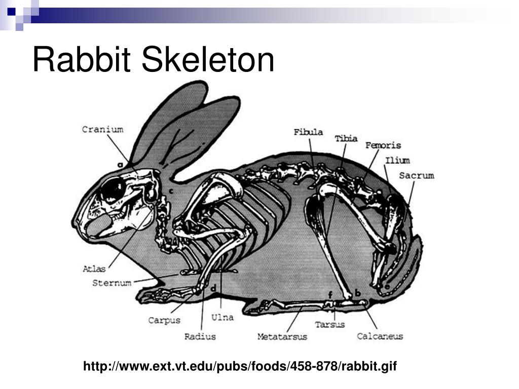 Особенности скелета кролика