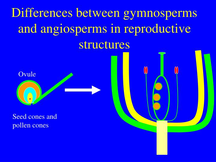 PPT Reproduction in flowering plants PowerPoint Presentation ID1776305