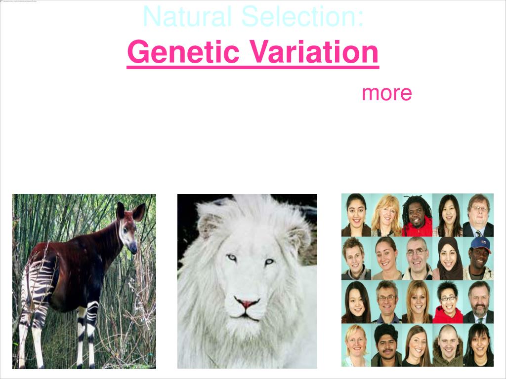 Genetic Variation Definition Examples And Sources