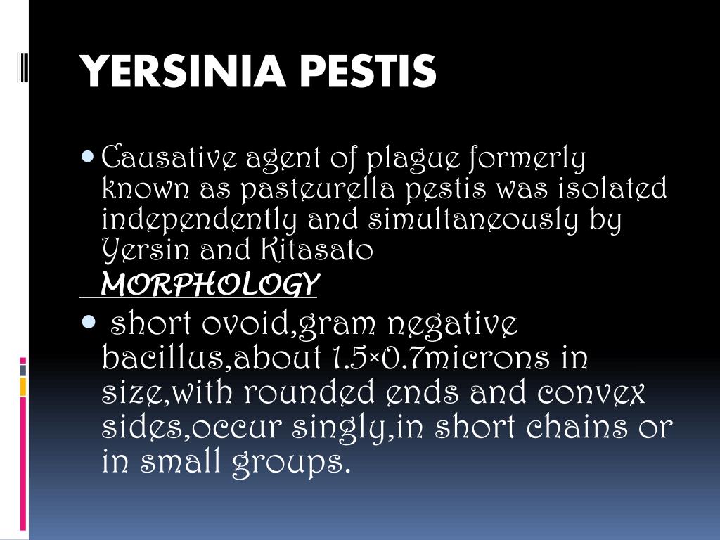 PPT - Yersinia Pasteurella Francisella PowerPoint Presentation, free