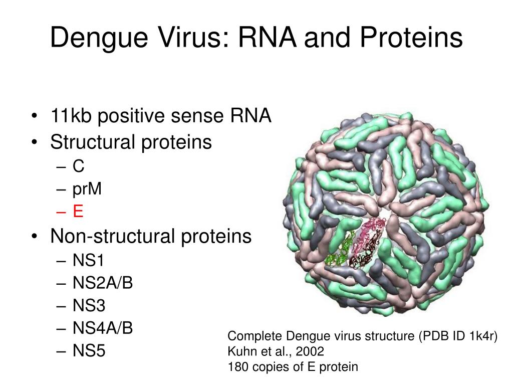 Virus тест. Вирус Денге строение вируса. Структура вируса Денге. Dengue virus строение. Вирус Денге строение.