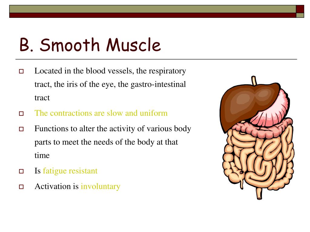 PPT - Muscle Structure and Function PowerPoint Presentation, free
