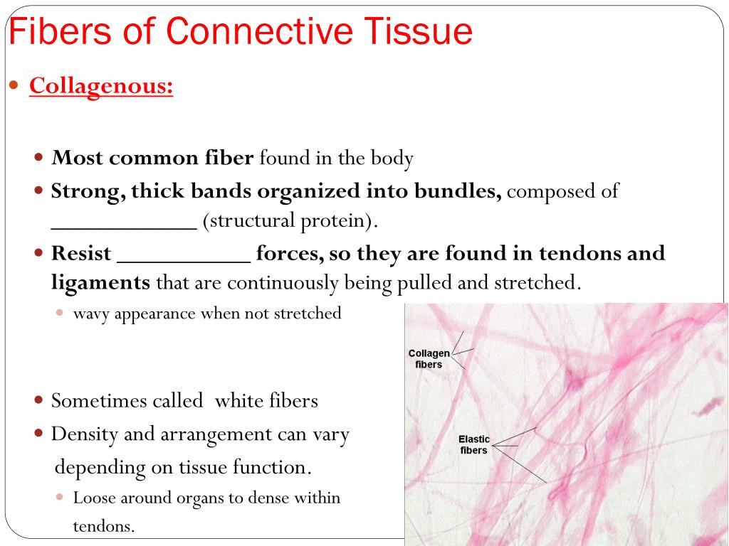 PPT Connective Tissue PowerPoint Presentation, free download ID1777219