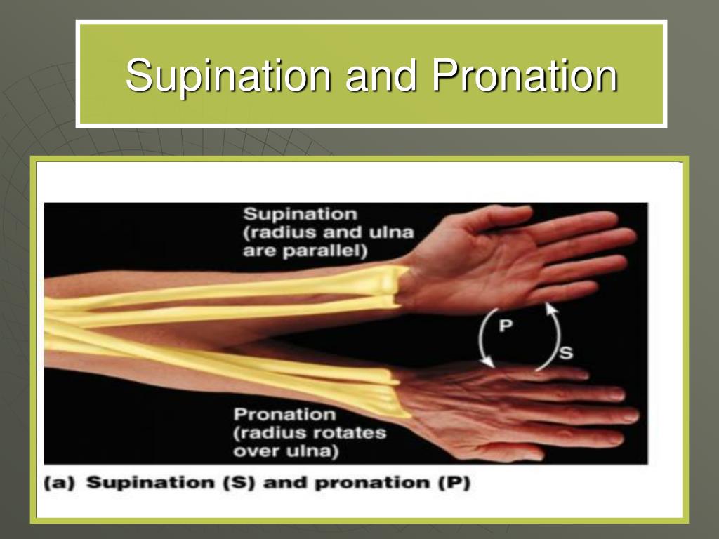 PPT - The Joints of the Skeleton System PowerPoint Presentation, free