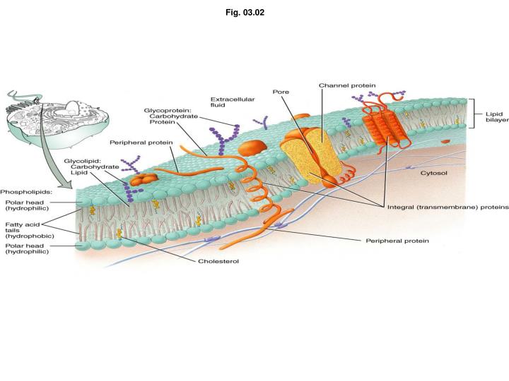 PPT - Ref.: Textbook of Medical Physiology . 12th. Ed. 11 th edition By