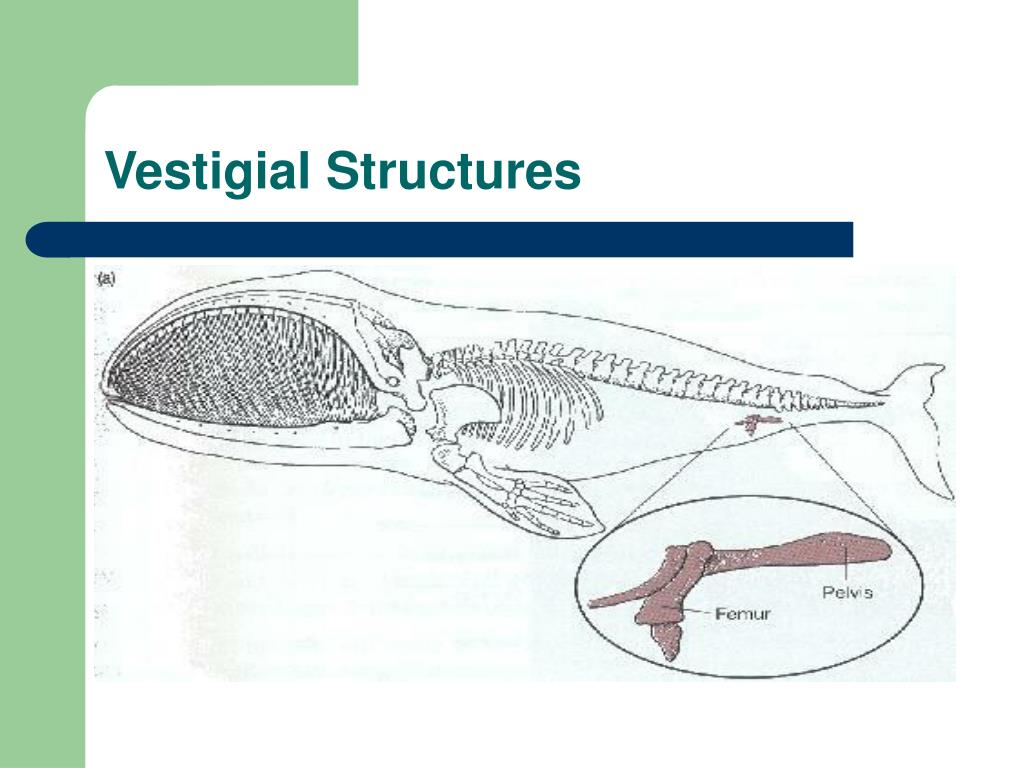 download free vestigial structures