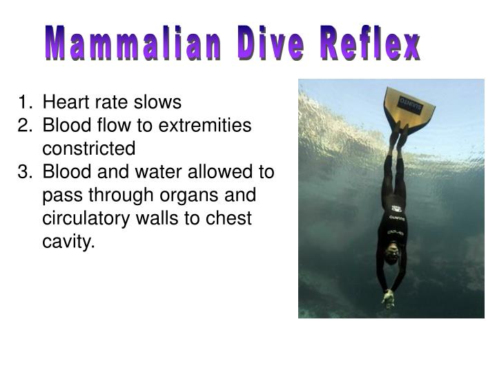 mammalian dive reflex mammalian dive reflex